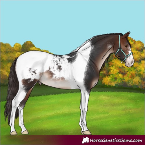 Horse Color:Brown Mushroom Tobiano Appaloosa