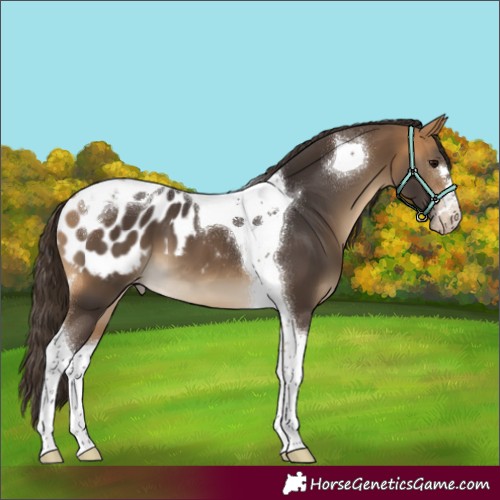 Horse Color:Buckskin Tobiano Appaloosa