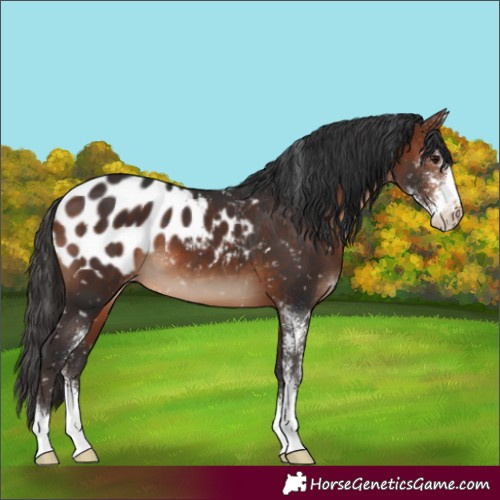 Horse Color:Bay Sabino Appaloosa 