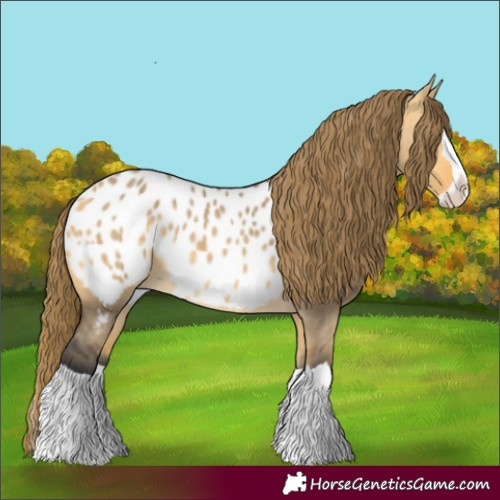 Horse Color:Buckskin Dun Splash Appaloosa 