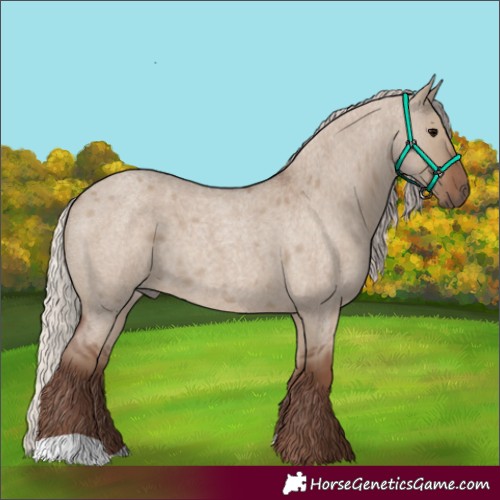 Horse Color:Silver Grullo Roan 