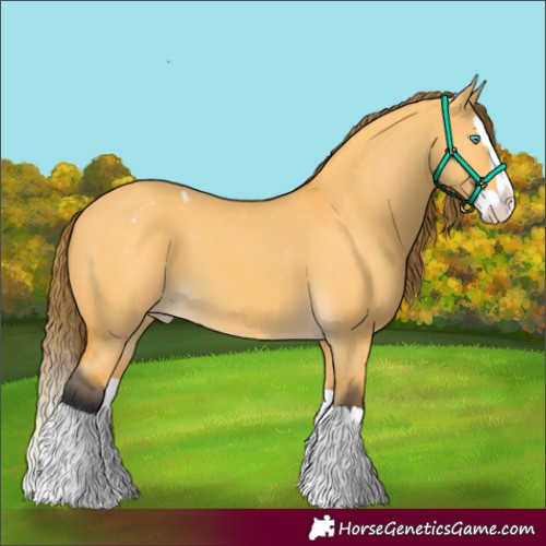 Horse Color:Buckskin Dun Splash Appaloosa 