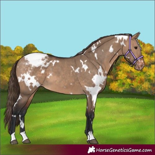 Horse Color:White Spotted Brown Dun Appaloosa 