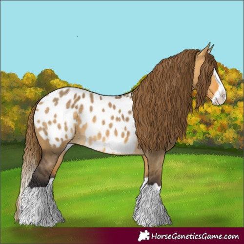 Horse Color:Buckskin Dun Splash Appaloosa