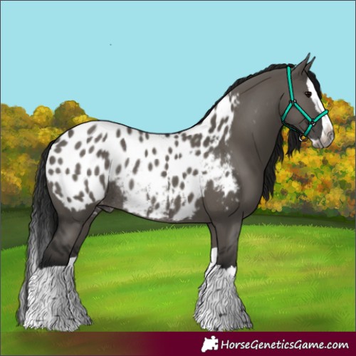 Horse Color:Gray Smoky Grullo Splash Appaloosa Rabicano
