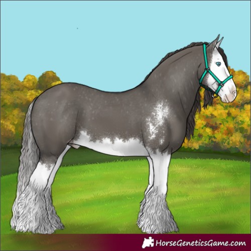 Horse Color:Grullo Sabino Splash Appaloosa 