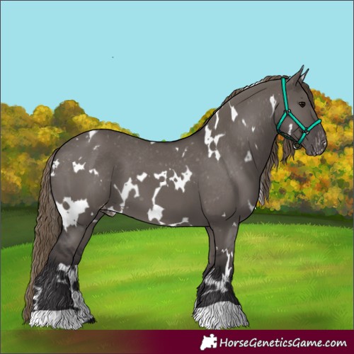 Horse Color:White Spotted Smoky Grullo Appaloosa 