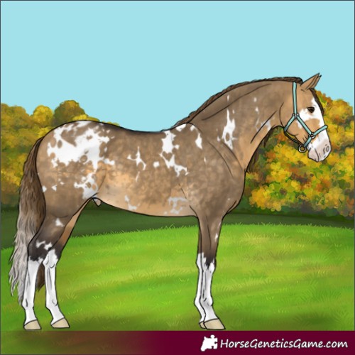 Horse Color:White Spotted Buckskin Dun Splash Appaloosa 
