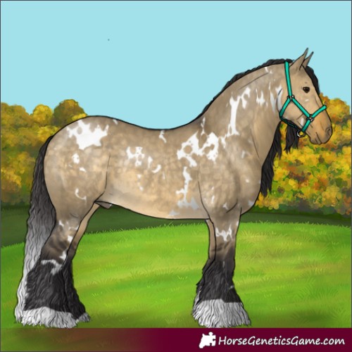 Horse Color:White Spotted Buckskin Dun Rabicano 