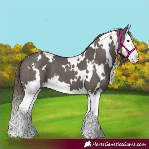 Horse Color:White Spotted Smoky Grullo Splash Appaloosa 