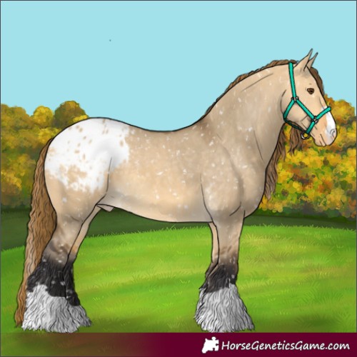 Horse Color:Buckskin Dun Appaloosa 