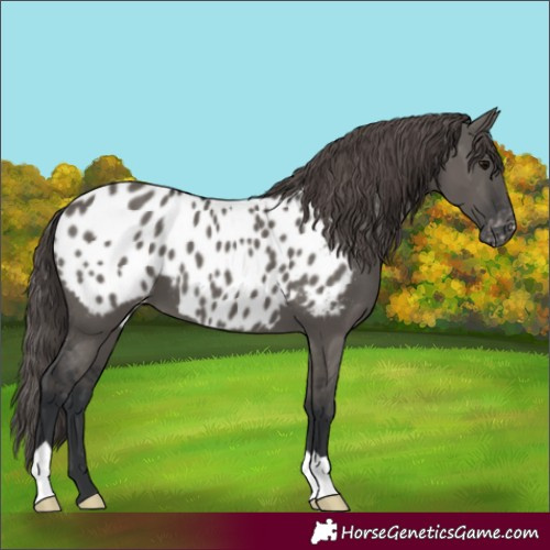 Horse Color:Grullo Appaloosa 