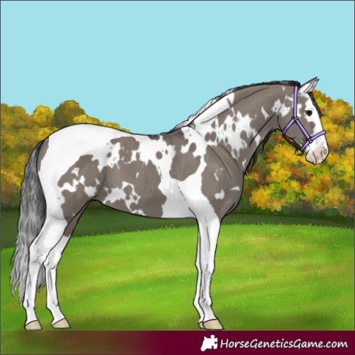 Horse Color:White Spotted Grullo Splash Tobiano 
