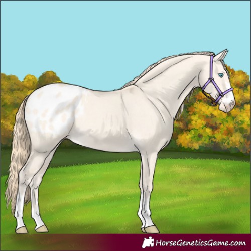 Horse Color:Perlino Dun Appaloosa 