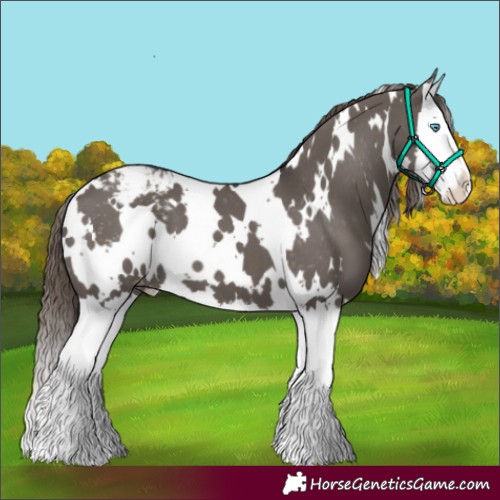 Horse Color:White Spotted Smoky Grullo Splash Appaloosa