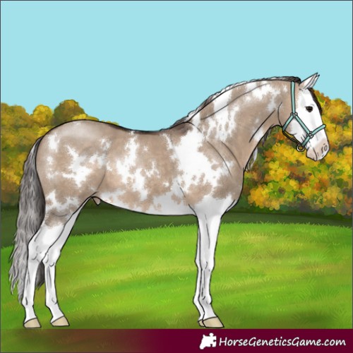 Horse Color:White Spotted Brown Dun Splash Appaloosa