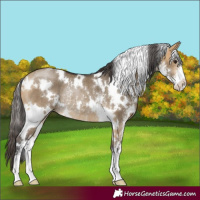 Horse Color:White Spotted Buckskin Dun Sabino Rabicano