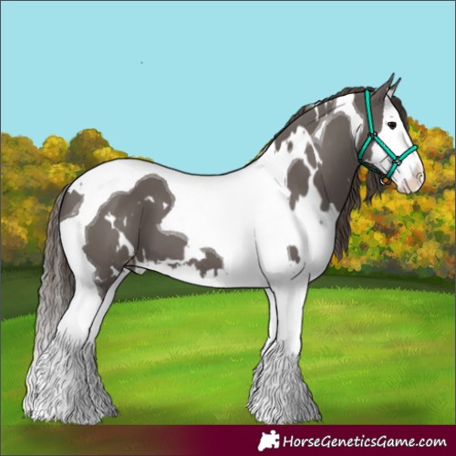 Horse Color:White Spotted Smoky Grullo Splash Tobiano Skewed Appaloosa 