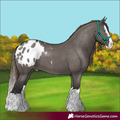 Horse Color:Smoky Grullo Splash Appaloosa 