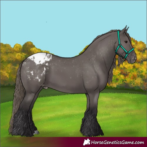 Horse Color:Smoky Grullo Appaloosa 
