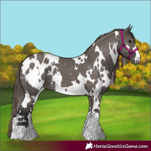 Horse Color:White Spotted Smoky Grullo Appaloosa 
