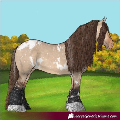 Horse Color:White Spotted Bay Dun Appaloosa