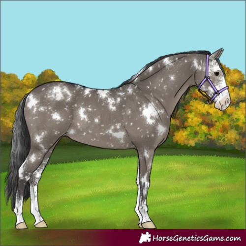 Horse Color:White Spotted Grullo Sabino Appaloosa 