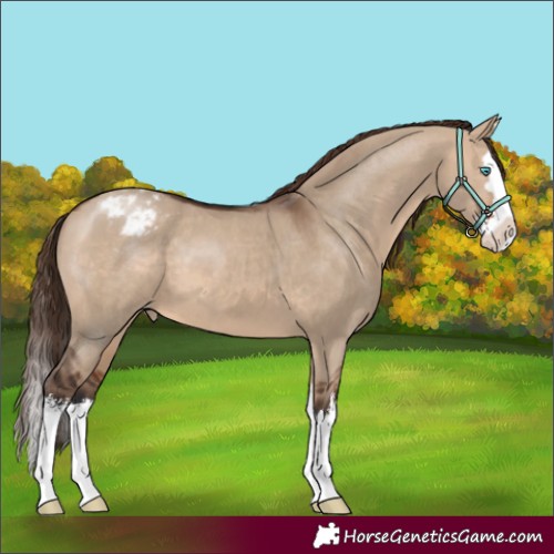Horse Color:White Spotted Brown Dun Splash Appaloosa
