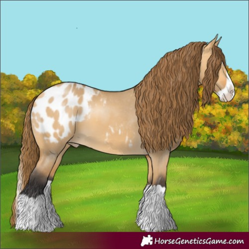 Horse Color:Buckskin Dun Splash Appaloosa 