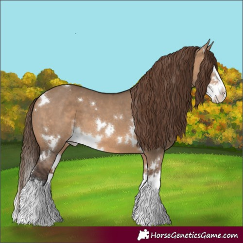 Horse Color:White Spotted Bay Dun Sabino Splash Appaloosa