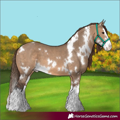 Horse Color:White Spotted Bay Dun Sabino Splash Appaloosa