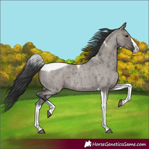 Horse Color:Grullo Roan Splash Tobiano 