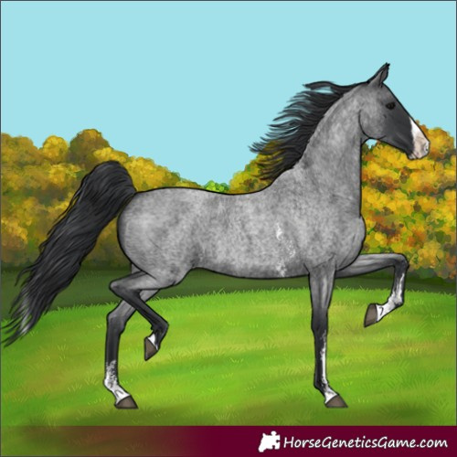Horse Color:Blue Roan Sabino Splash 