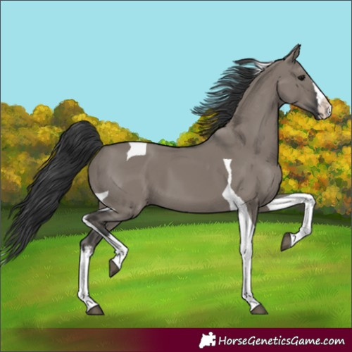 Horse Color:Grullo Sabino Splash Tobiano 