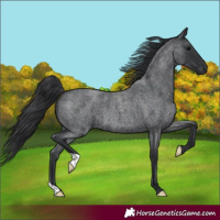 Horse Color:Blue Roan 