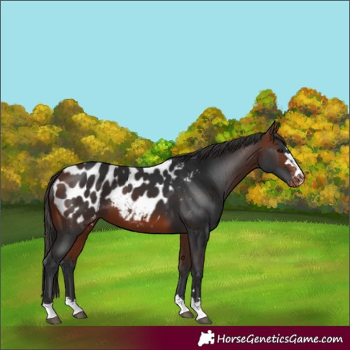 Horse Color:Bay Appaloosa