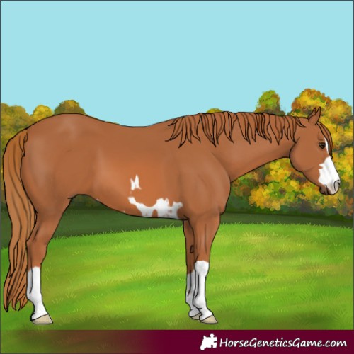 Horse Color:Chestnut 