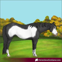 Horse Color:Black Frame