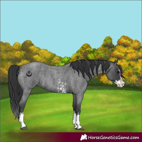 Horse Color:Blue Roan Sabino Splash  and Blue Roan Sabino Splash Rabicano 