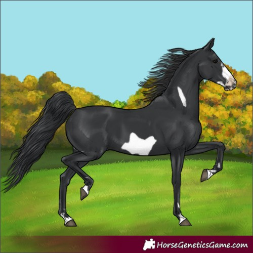 Horse Color:Black Frame