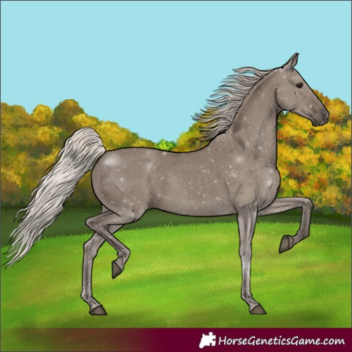 Horse Color:Silver Grullo 