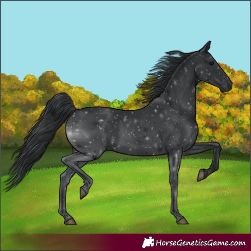 Horse Color:Black 