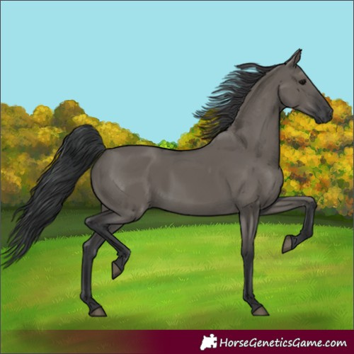 Horse Color:Unknown 
