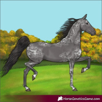 Horse Color:Smoky Black Ice