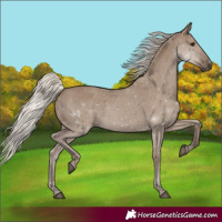 Horse Color:Silver Grullo