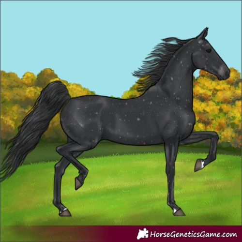 Horse Color:Black 