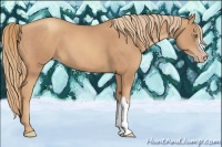 Horse Color:Gold Champagne