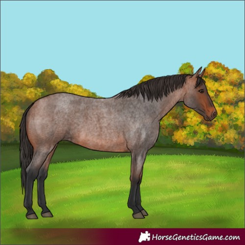 Horse Color:White Spotted Bay Roan 