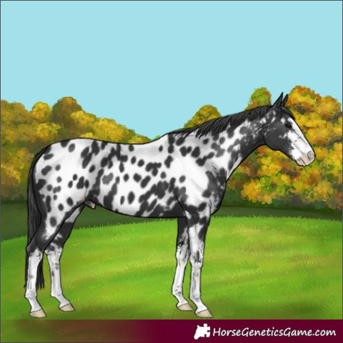 Horse Color:White Spotted Black Appaloosa