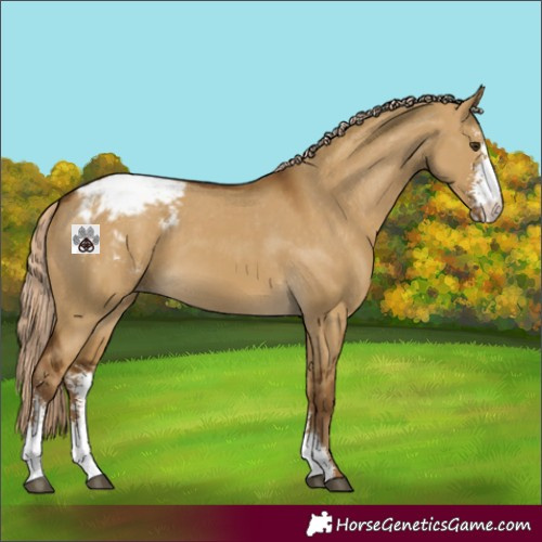 Horse Color:Chocolate Palomino Dun Sabino Appaloosa
